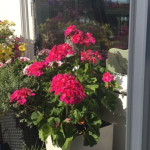 Meet your Posher, Suzanne